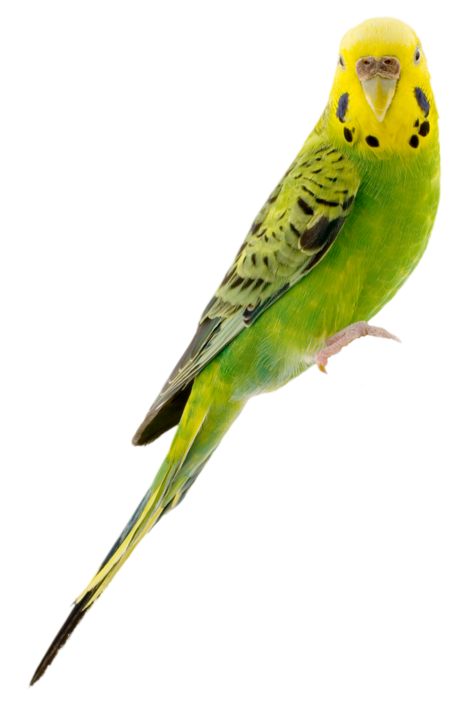 Emergency and Critical Pet Care - Boca Palms Animal Hospital