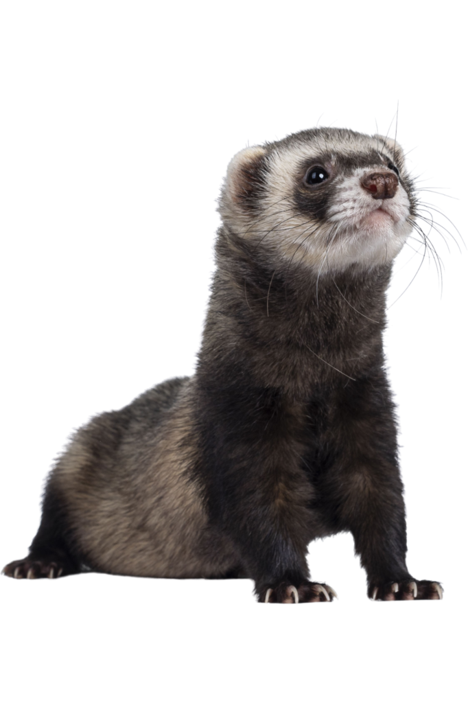 Exotic Pet Care Services - Boca Palms Animal Hospital